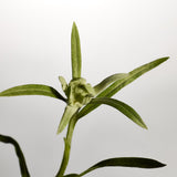Edelweiss Daily Serum Concentrate