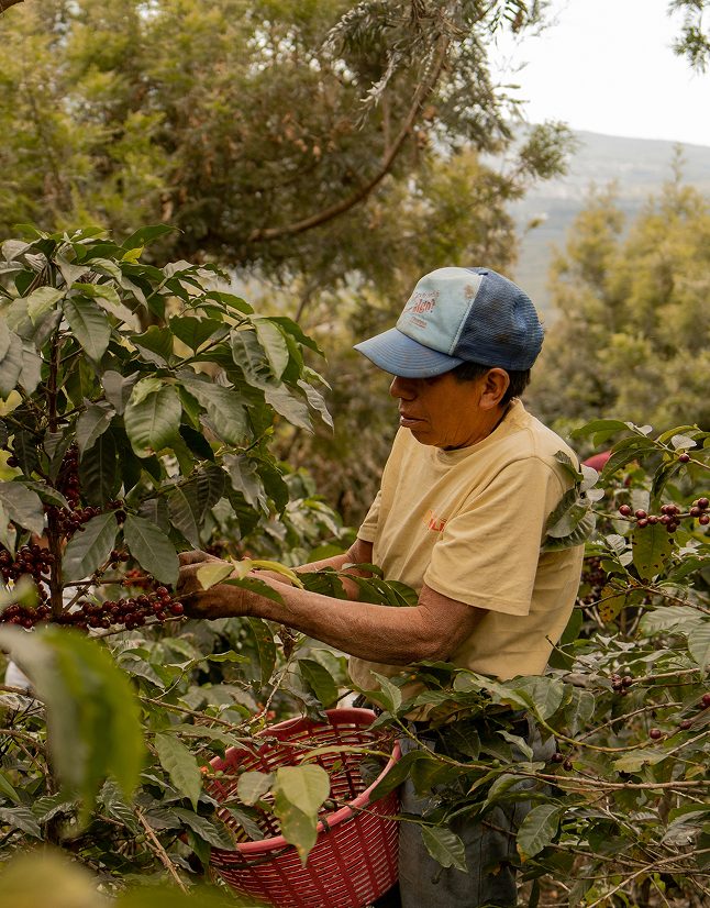 Bóndi tínir hráefni