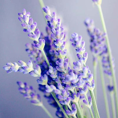 Community Fair Trade lavender ilmkjarnaolía