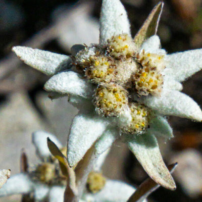 Edelweiss seyði