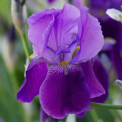 Iris ilmur