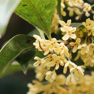 Osmanthus ilmur