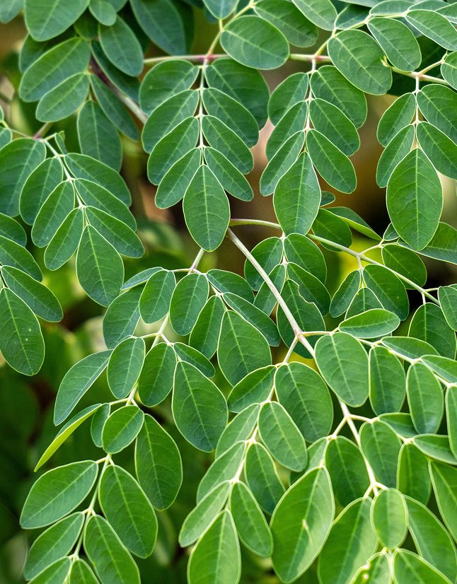 Moringa-lauf