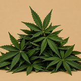 Hemp
