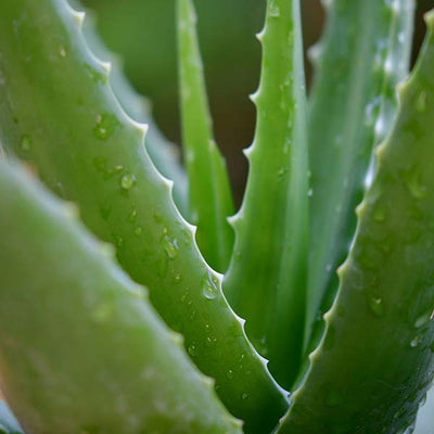Lífrænt Community Fair Trade aloe vera